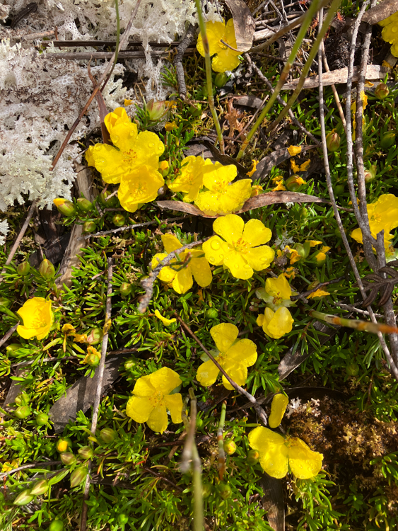 Creeping Guineaflower flowers at Deephole Bay