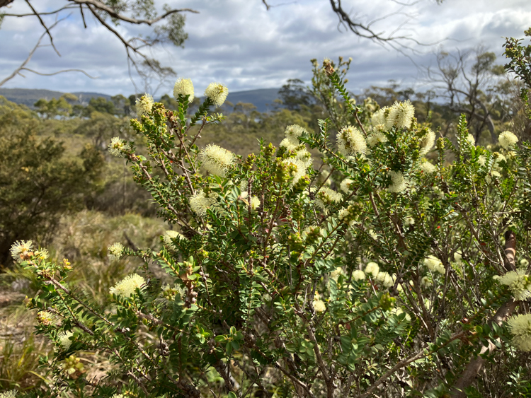 Scented Paperbark on the trail from Deephole Bay to Southport Lagoon