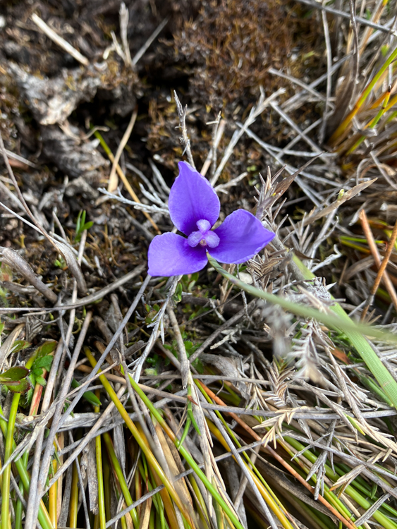 Short Purpleflag flower at Deephole Bay