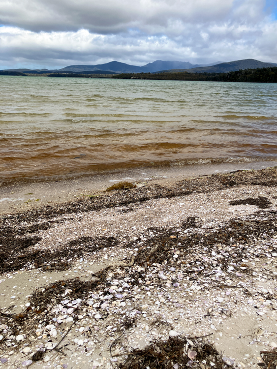 Peaty brackish water at Southport Lagoon