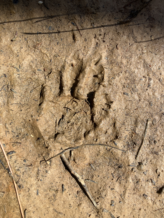 Tracks of the Tasmanian Devil at Deephole Bay