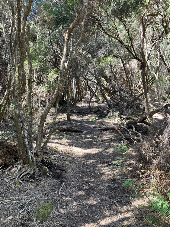 Forest track in Recherche Bay