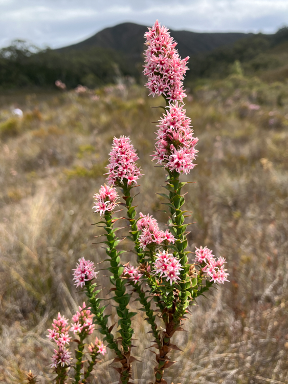 Pink Swampheath on Mount Beattie