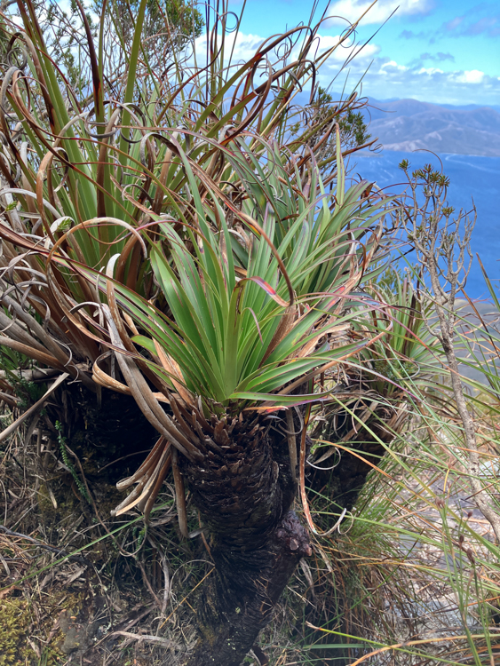 Pandani on Mount Rugby, Bathurst Harbour