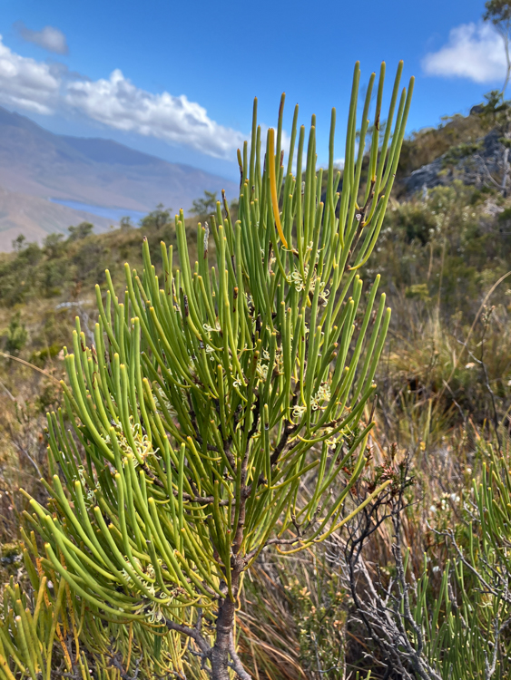 Mountain Needlebush on Mount Rugby, Bathurst Harbour