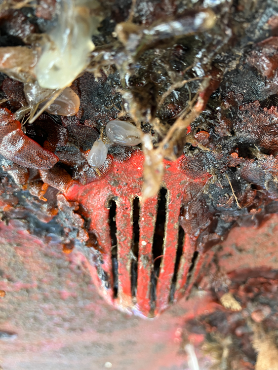 The raw water strainer, and assorted sea-life