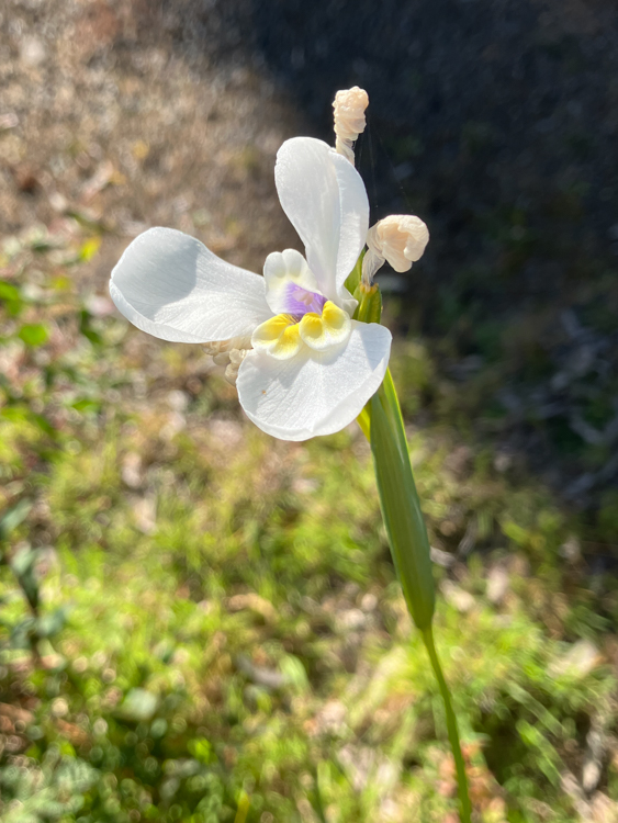 White Flag-Iris near Maingon Bay