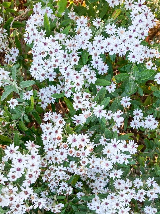 Sawleaf Daisybush near Maingon Bay