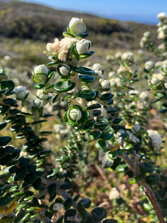 Bushman's Bootlace in flower, near Maingon Bay