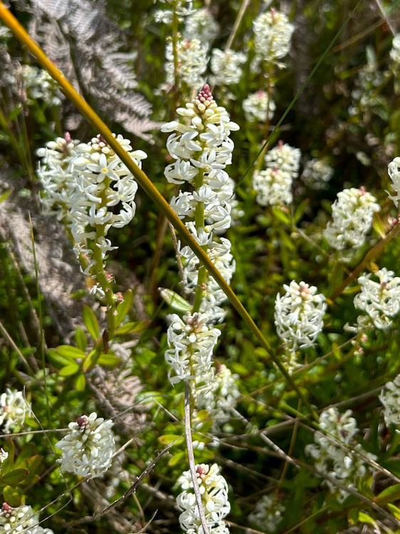 Forest Candle in flower, near Maingon Bay